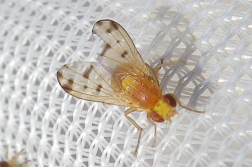 Homoneura sp.